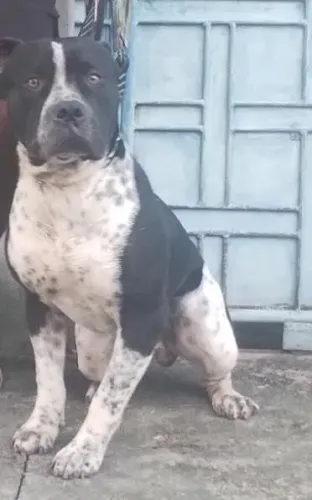 Venda se meu Pit MONSTER