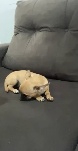 Chihuahua