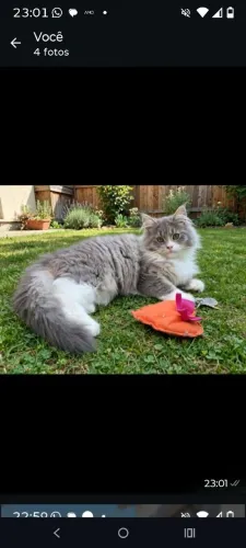 Filhote gata Maine con