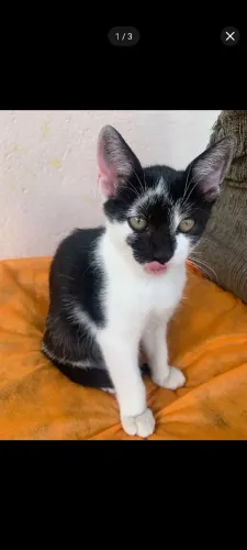 Doação de filhote (Gatinho)