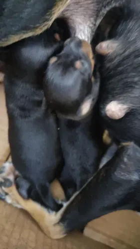 Cachorro Pincher macho