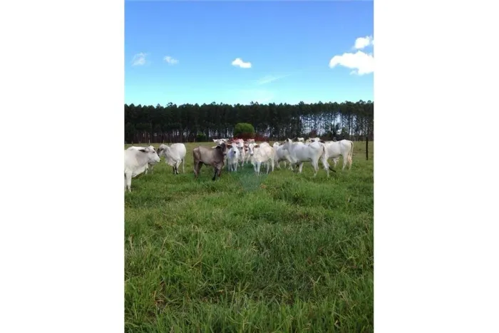 Fazenda com 13.8 Alqueires à venda, 67ha - FAZENDA NOVA BRASILIA - Mucuri/BA