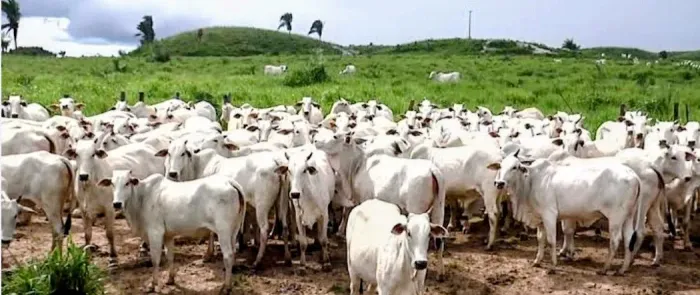 VENDA DE GADO DE PROCEDÊNCIA, Boi gordo, vaga prenha, bezerros 