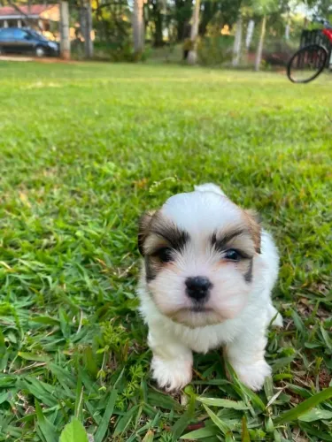 Filhote Lhasa Apso Fêmea