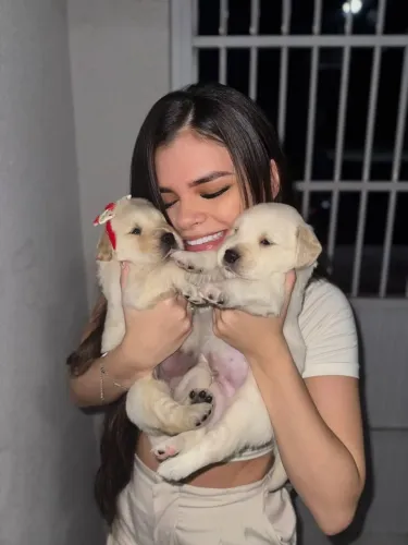 Promoção dia das crianças Goldens Retriever