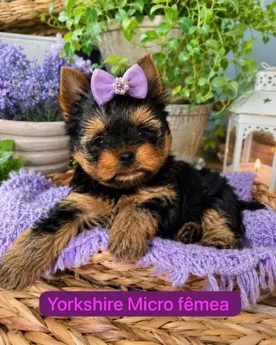 Filhotes de Yorkshire micro Que São Pura Fofura
