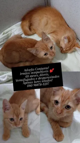 Gatinho disponível para adoção responsável