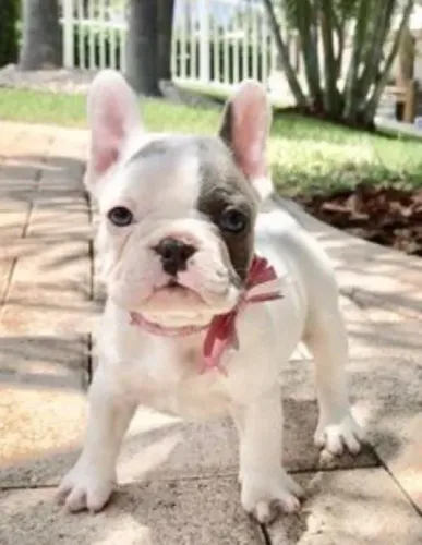 Bulldog Francês Filhotes Altamente Selecionados.