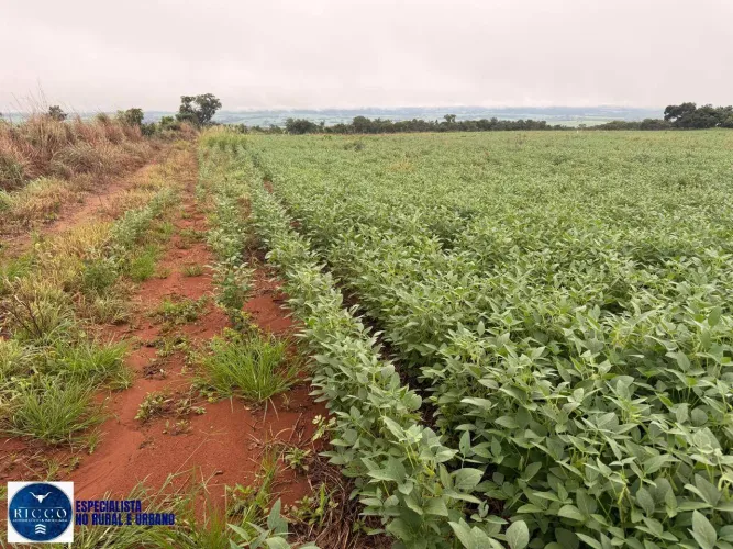 Fazenda à Venda em Montes Claros de Goiás | 32,5 Alqueires | Área Plana