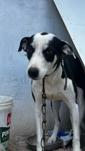Cachorro Doação 