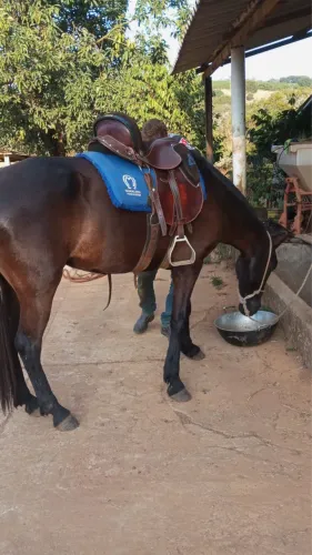Égua machadeira