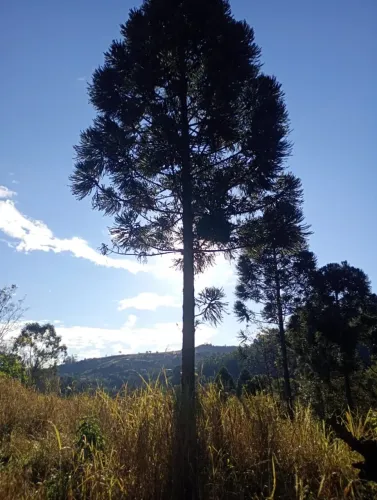 LINDO SITIO ? 36.300M2 ?