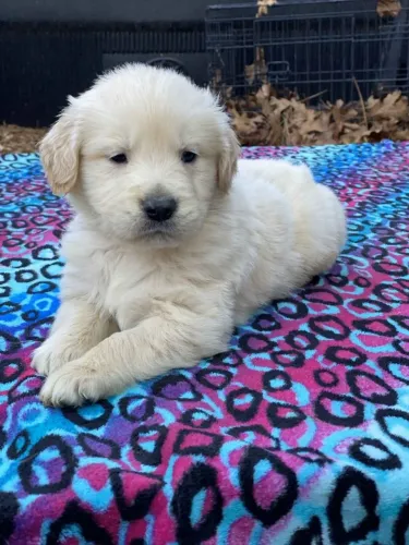 Filhotes de Golden Retriever | Fofura cheia de personalidade.