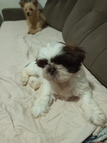 Shih Tzu