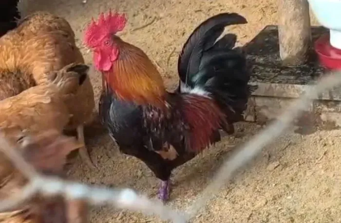 Garnizé original, legítimo caipira 