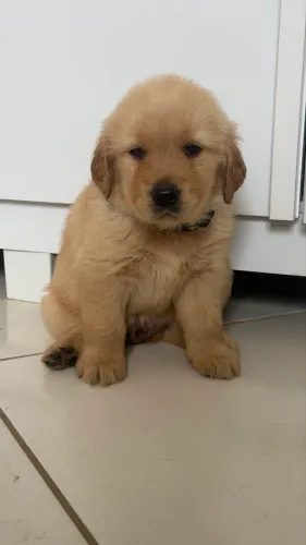 Vendo filhote de golden
