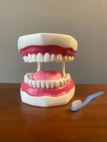 Modelo Bucal Anatômico Para Fonoaudiólogos e Dentistas