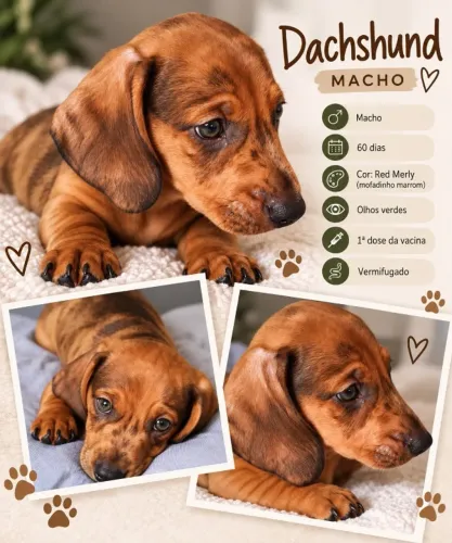 Filhotes de dachshund