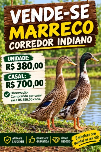 Vendo 11 Marreco Corredor Indiano