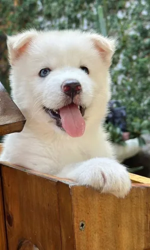 Husky Siberiano,Husky Siberiano Filhote Disponível Entrega Facilitada