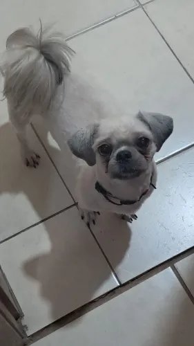 Vendo shitzu macho