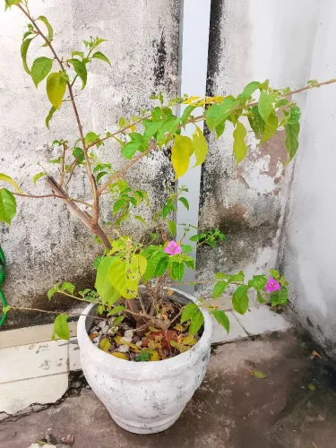 Vaso para plantas com a planta primavera