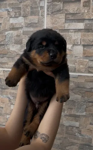 Filhotes macho de rottweiler