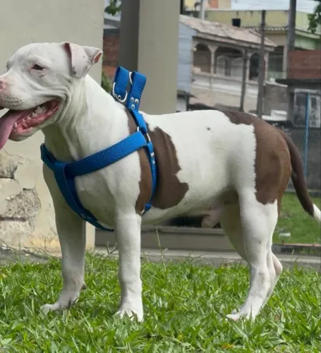 Doação de o cachorro pitbull