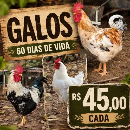 Vendo Galo, Patos e Produtos colônias