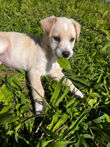 Cachorro