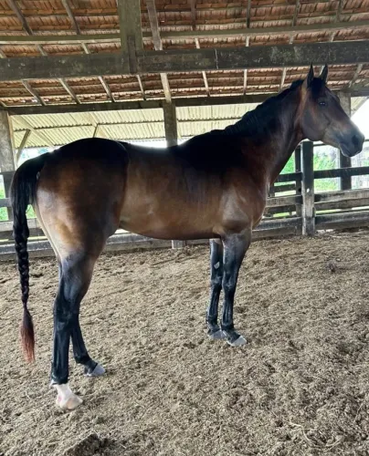 Cavalo de vaquejada
