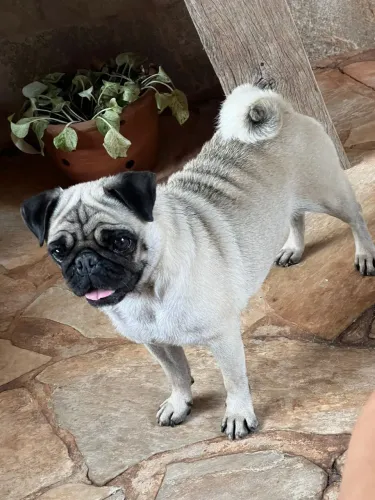 Pug fêmea *