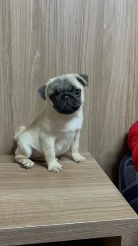 Fêmea de Pug