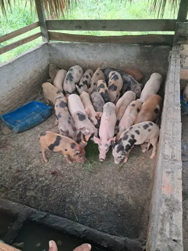 Venda de leitão caipira 