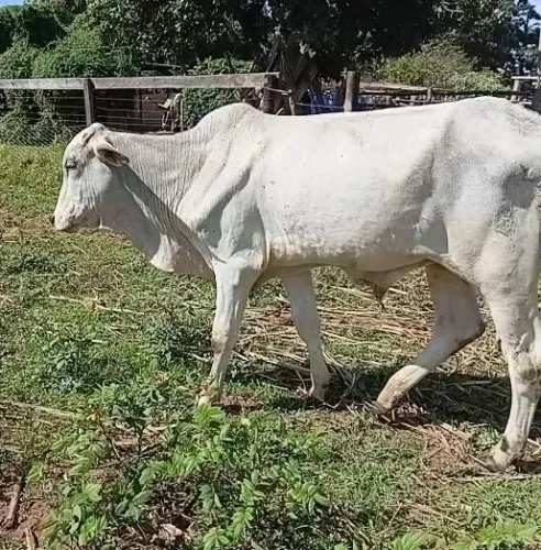 2 garrotes brutos 