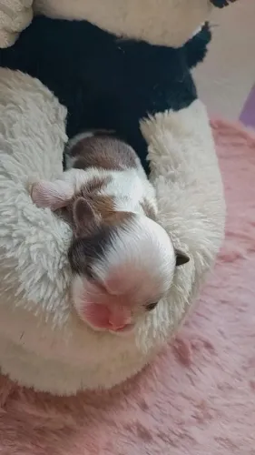Filhote Shih Tzu machinho e fêmea