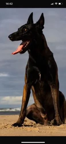 Pastor belga malinois com pedigree 