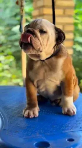 cachorro