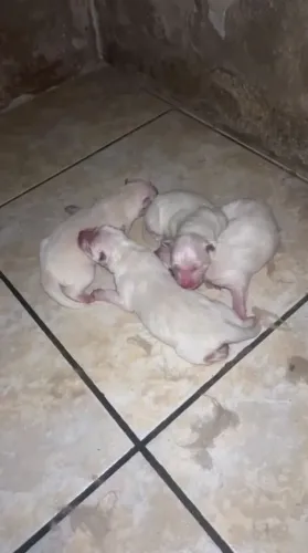 VENDE FILHOTE AKITA