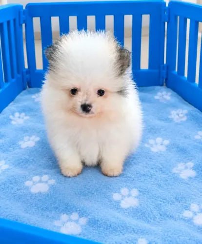 Lulu da pomerânia =spitz Alemão >pelagem farta