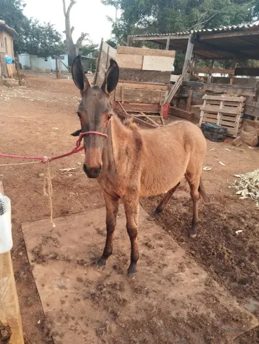Mulinha de patrão 