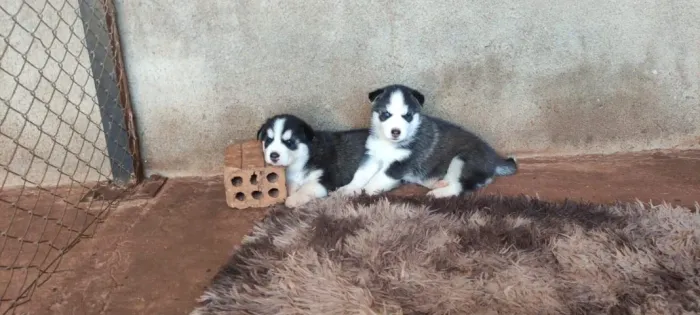Husky Siberiano,Husky Siberiano Filhote Pronto Para Novo Lar