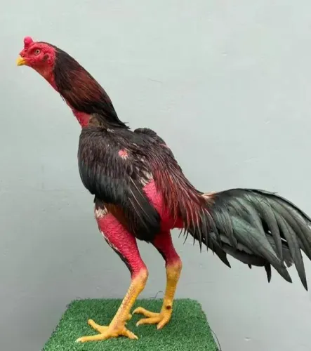 Frangos selecionados