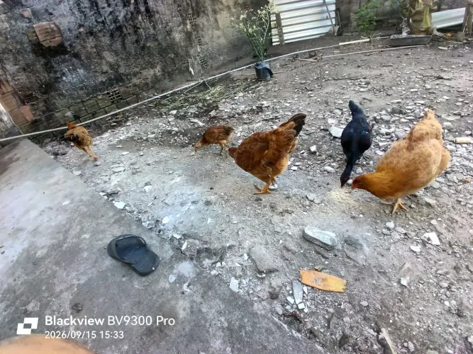 4 galinhas 1 franga e um pinto.