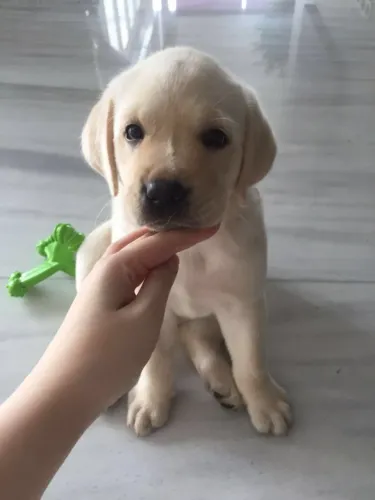 Vacinados - Vermifugo- Cartão de Vacina . Filhote de Labrador Macho