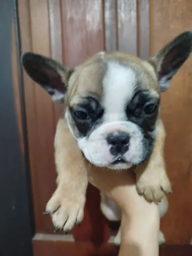 Bulldog francês fêmea