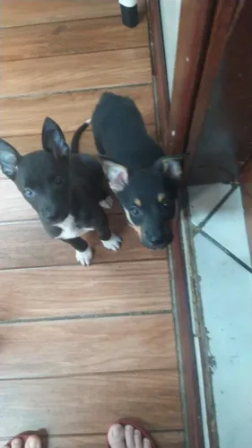 Doa-se filhotes de cachorro  machos