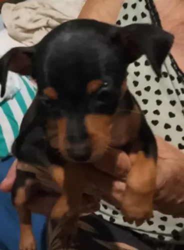 Vendo esse lindo cachorro Pincher , vai fazer dois meses