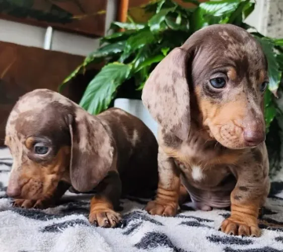Dachshund - Chocolate e Arlequim Disponíveis!!