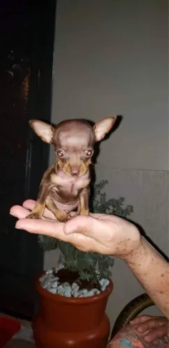 Pinscher zerinho para reserva 